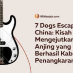 7 dogs escape china